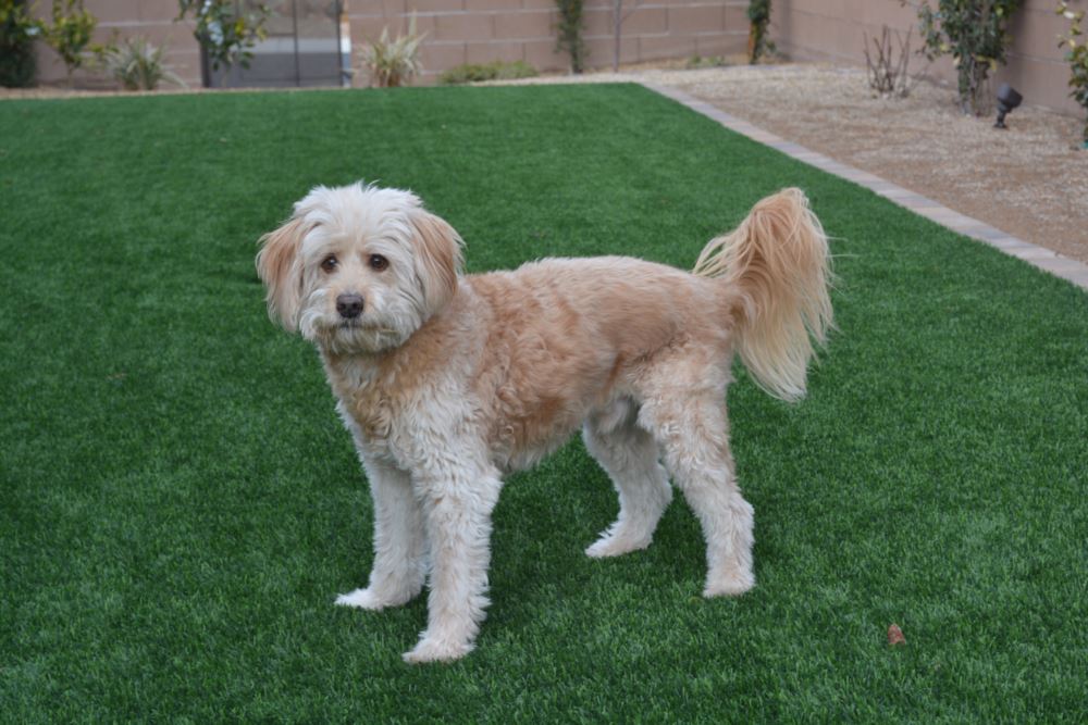 Greenwich artificial grass landscaping